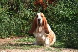 BASSET HOUND 181